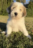 holly (sheepadoodle) (doodle puppy), a female Old English Sheepdog and Poodle - Standard  for sale in Winston-Salem, NC – 8 of 8