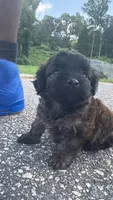 Marley (toy yorki-poo, a male Yorkshire Terrier and Poodle - Toy  for sale in Winston-Salem, NC – 4 of 5