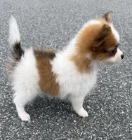 Mochi (long haired chihuahua), a male Chihuahua for sale in Winston-Salem, NC – 3 of 8