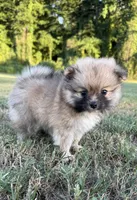 foxy, a female Pomeranian for sale in Winston-Salem, NC – 8 of 9