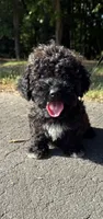 mia (toy cavapoo), a female Cavalier King Charles Spaniel and Poodle - Toy  for sale in Winston-Salem, NC – 1 of 9