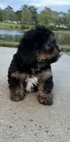 mimi, a female Shih Tzu and Yorkshire Terrier for sale in Winston-Salem, NC – 7 of 8