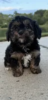 mimi, a female Shih Tzu and Yorkshire Terrier for sale in Winston-Salem, NC – 5 of 8