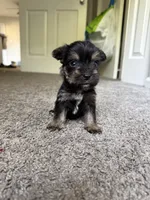 chu-chu (snorkie) , a male Miniature Schnauzer and Yorkshire Terrier for sale in Winston-Salem, NC – 6 of 9