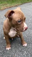 mikey (red nose pitbull) , a male American Pit Bull Terrier for sale in Winston-Salem, NC – 4 of 7