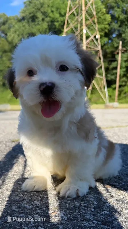 benji (shorkie) – Shih Tzu, Yorkshire Terrier puppy for sale in Winston-Salem, NC