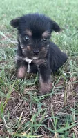 chu-chu, a male Yorkshire Terrier for sale in Winston-Salem, NC – 3 of 6