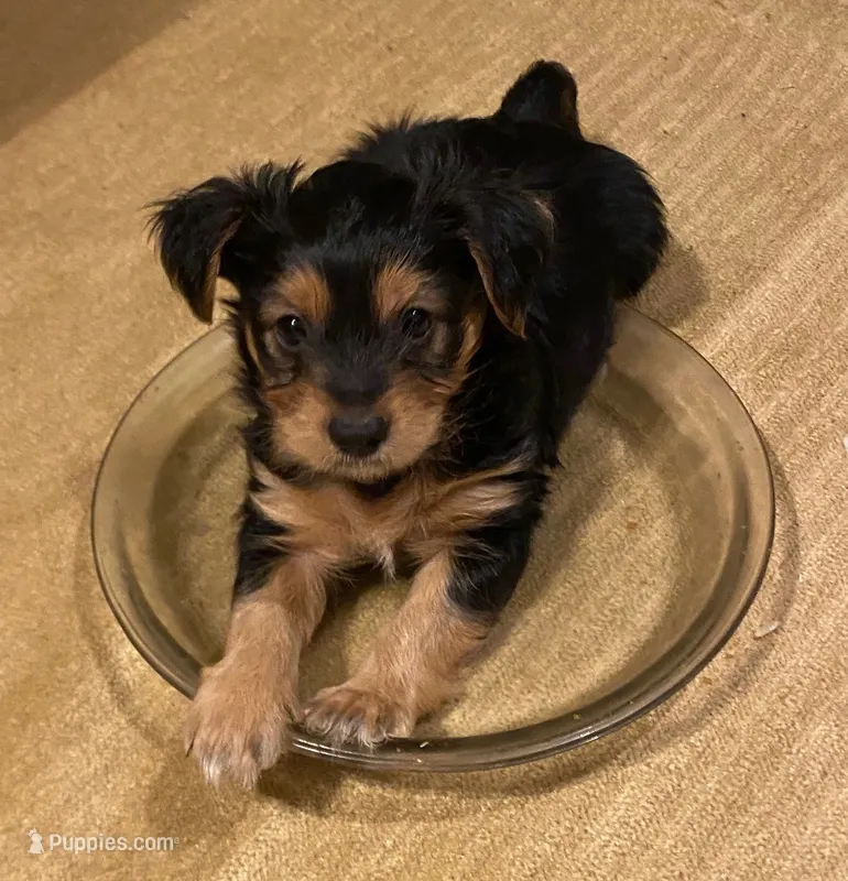 marlo (shorkie) – Shih Tzu, Yorkshire Terrier puppy for sale in Winston-Salem, NC