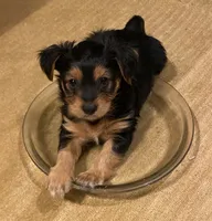 marlo (shorkie), a male Shih Tzu and Yorkshire Terrier for sale in Winston-Salem, NC – 1 of 2