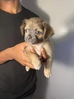 mia, a female Chihuahua and Pug for sale in Winston-Salem, NC – 2 of 4