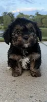 mimi, a female Shih Tzu and Yorkshire Terrier for sale in Winston-Salem, NC – 8 of 8
