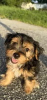 teddy (shorkie puppy), a male Shih Tzu and Yorkshire Terrier for sale in Winston-Salem, NC – 4 of 9