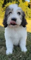 bella (sheepadoodle) (doodle puppy) , a female Old English Sheepdog and Poodle - Standard  for sale in Winston-Salem, NC – 4 of 6