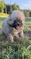 Lucy, a female Pomeranian for sale in Winston-Salem, NC – 8 of 9