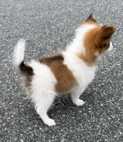 Mochi (long haired chihuahua), a male Chihuahua for sale in Winston-Salem, NC – 2 of 8