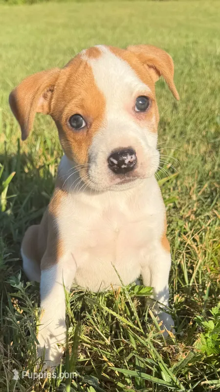mya  – Catahoula Leopard Dog, American Pit Bull Terrier puppy for sale in Greensboro, NC