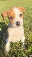 mya , a female Catahoula Leopard Dog and American Pit Bull Terrier for sale in Greensboro, NC – 1 of 6
