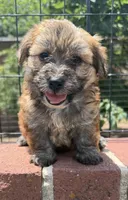 papa bear , a male Shorkie for sale in Winston-Salem, NC – 3 of 7