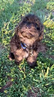 Charlie ( yorkiepoo ), a male Yorkshire Terrier and Poodle - Toy  for sale in Winston-Salem, NC – 10 of 10