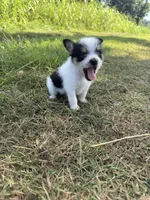 jojo (chorkie), a male Chihuahua and Yorkshire Terrier for sale in Winston-Salem, NC – 6 of 7