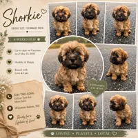 milo (shorkie), a male Shih Tzu and Yorkshire Terrier for sale in Winston-Salem, NC – 1 of 1