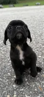 oscar (chug puppy), a male Chihuahua and Pug for sale in Winston-Salem, NC – 4 of 6