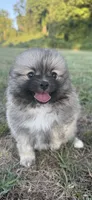 Nala, a female Pomeranian for sale in Winston-Salem, NC – 5 of 9