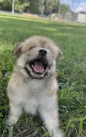 jojo, a male Pomeranian and Shih Tzu for sale in Winston-Salem, NC – 2 of 4