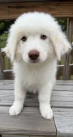 marky , a male Australian Shepherd and Great Pyrenees for sale in Bronx, NY – 9 of 9