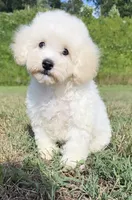 ollie (schnoodle) , a male Miniature Schnauzer and Poodle - Toy  for sale in Winston-Salem, NC – 6 of 9