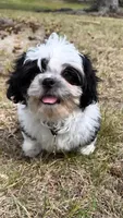 Teddy (registered pure bred shih tzu) , a male Shih Tzu for sale in Winston-Salem, NC – 7 of 8