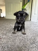 chu-chu (snorkie) , a male Miniature Schnauzer and Yorkshire Terrier for sale in Winston-Salem, NC – 3 of 9