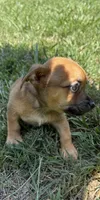 pablo (chiweenie), a male Chihuahua and Miniature Dachshund for sale in Winston-Salem, NC – 5 of 6