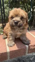 teddy bear (yorkie x shihtzu), a male Shorkie for sale in Winston-Salem, NC – 8 of 10