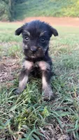 mia (yorkie x mini schnauzer) -snorkie, a female Miniature Schnauzer and Yorkshire Terrier for sale in Winston-Salem, NC – 5 of 9