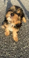 teddy (shorkie puppy), a male Shih Tzu and Yorkshire Terrier for sale in Winston-Salem, NC – 9 of 9