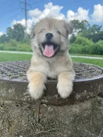 jojo (aussie-pom), a male Pomeranian and Miniature Australian Shepherd for sale in Winston-Salem, NC – 4 of 5