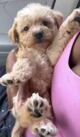 GIGI (maltipoo), a female Maltese and Poodle - Toy  for sale in Winston-Salem, NC – 3 of 4
