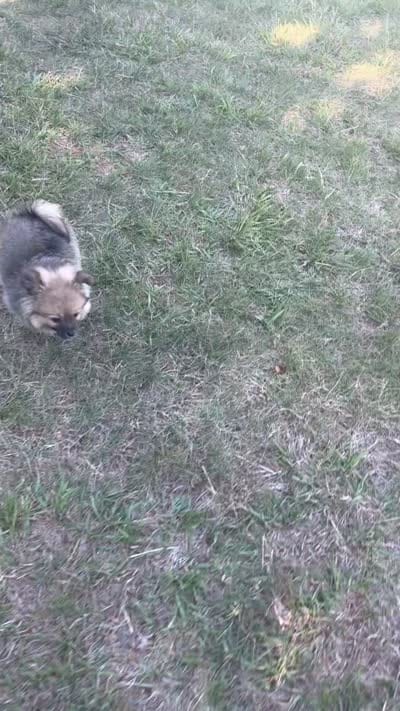 Teddy, a male Pomeranian for sale in Greensboro, NC – 2 of 6