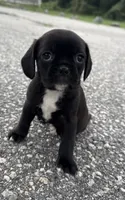 mia, a female Chihuahua and Pug for sale in Winston-Salem, NC – 4 of 5