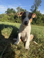 gigi, a female Bull Terrier and American Pit Bull Terrier for sale in Bronx, NY – 3 of 5