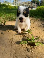 jojo (chorkie), a male Chihuahua and Yorkshire Terrier for sale in Winston-Salem, NC – 3 of 7