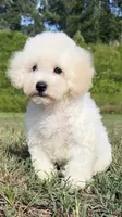 ollie (schnoodle) , a male Miniature Schnauzer and Poodle - Toy  for sale in Winston-Salem, NC – 5 of 9