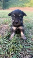 mia (yorkie x mini schnauzer) -snorkie, a female Miniature Schnauzer and Yorkshire Terrier for sale in Winston-Salem, NC – 9 of 9