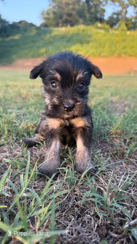 mia (yorkie x mini schnauzer) -snorkie – Miniature Schnauzer, Yorkshire Terrier puppy for sale in Winston-Salem, NC