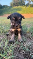 mia (yorkie x mini schnauzer) -snorkie, a female Miniature Schnauzer and Yorkshire Terrier for sale in Winston-Salem, NC – 1 of 9