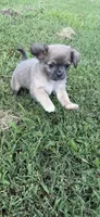 mia (chug puppy), a female Chihuahua and Pug for sale in Winston-Salem, NC – 9 of 9