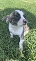 milo (chug puppy), a male Chihuahua and Pug for sale in Winston-Salem, NC – 6 of 8