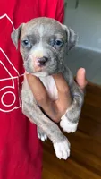lilly, a female American Pit Bull Terrier for sale in Winston-Salem, NC – 6 of 6