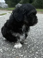 lulu, a female Shih Tzu and Poodle - Toy  for sale in Winston-Salem, NC – 4 of 8